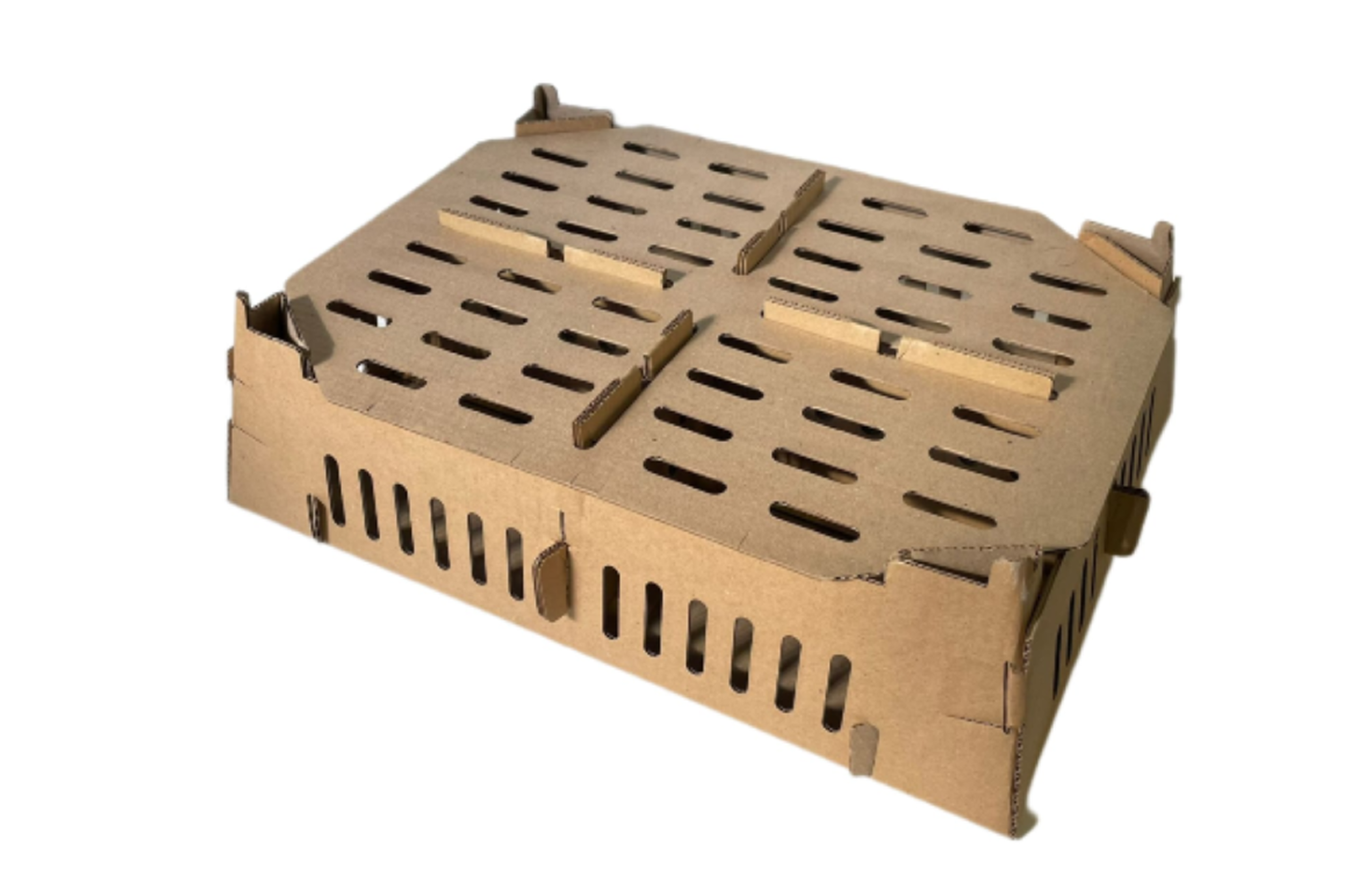 Pollitos BB 2